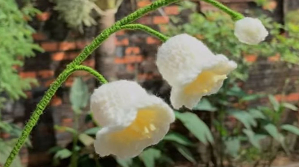 Hoa linh lan len hoàn thành